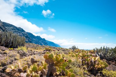 Tenerife Kanarya Adası 'nda Kaktüs Çöl Günbatımı