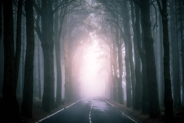 Strada asfaltata nella foresta nebbiosa di Tenerife — Foto Stock