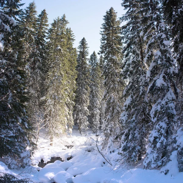 积雪覆盖的杉木林 — 图库照片