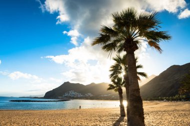 Palmiye ağaçları Playa de las Teresitas Sahili, Tenerife