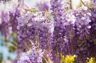 Bahar bahçede çiçek açan güzel wisteria mor çiçekler