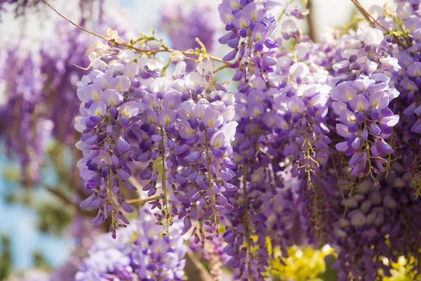 Gyönyörű lila wisteria virágok tavaszi kert virágzó — Stock Fotó