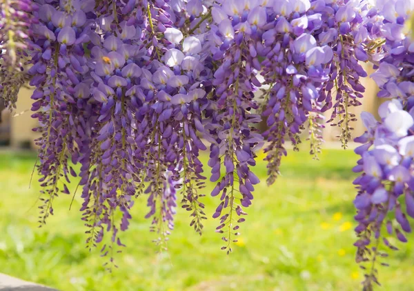 Gyönyörű lila wisteria virágok tavaszi kert virágzó — Stock Fotó