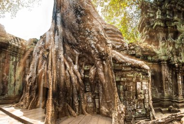 Dev ağaç ve tapınak Ta balo Angkor wat kökleri