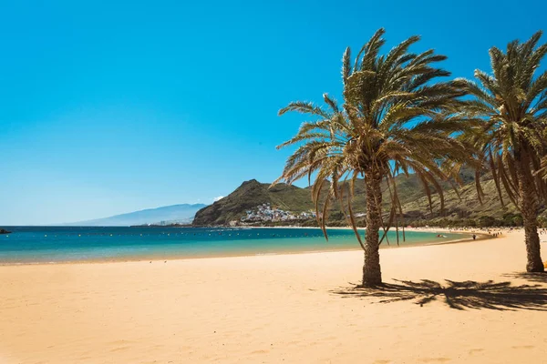 Palmiye ağaçları Playa las Teresitas Plajı, Tenerife — Stok fotoğraf