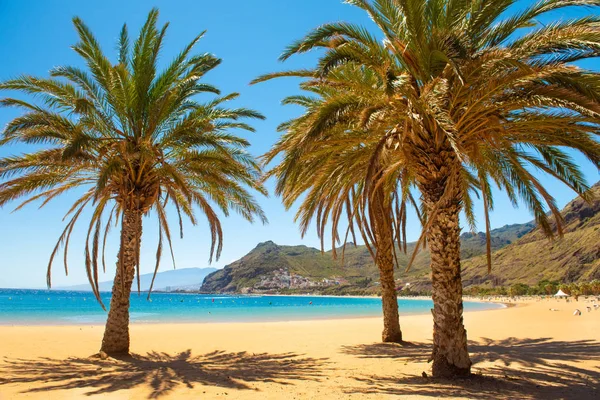 Palmy Playa las Teresitas Plaża, Teneryfa — Zdjęcie stockowe