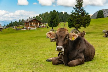 Dolomites, Trentino İtalya yeşil alanı inek