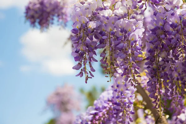 Gyönyörű lila wisteria virágok tavaszi kert virágzó — Stock Fotó