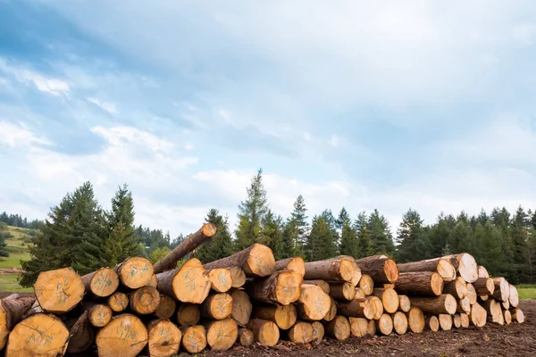 Montones de troncos a lo largo del camino forestal — Foto de Stock