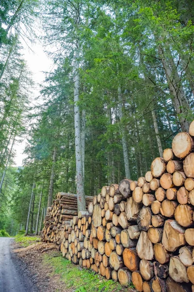Montones de troncos en bosque de pinos — Foto de Stock
