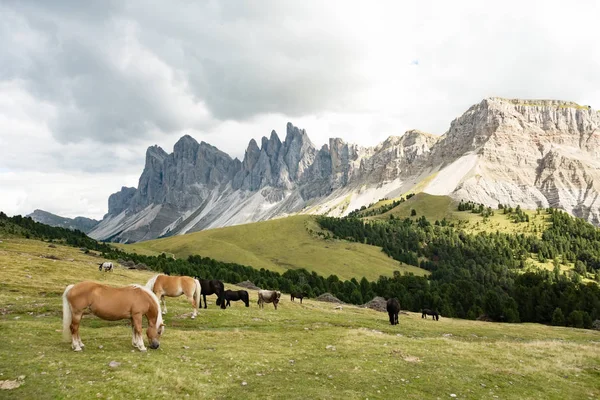 马在白云石上的风景Geisler Odle山白云石群Val di Funes — 图库照片