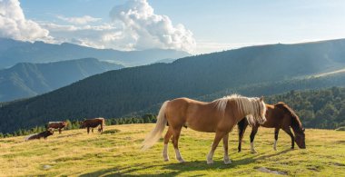 Dolomite arazisi üzerinde at Geisler Odle dağı Dolomitler Grubu Val di Funes
