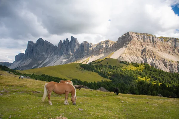 马在白云石上的风景Geisler Odle山白云石群Val di Funes — 图库照片