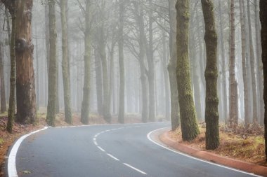 Asfalt yol Tenerife sisli orman