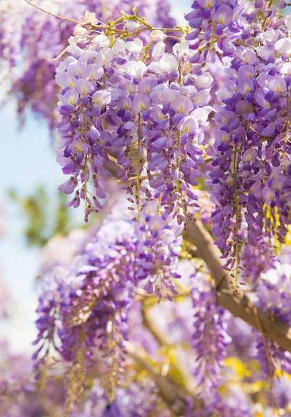 Gyönyörű lila wisteria virágok tavaszi kert virágzó — Stock Fotó