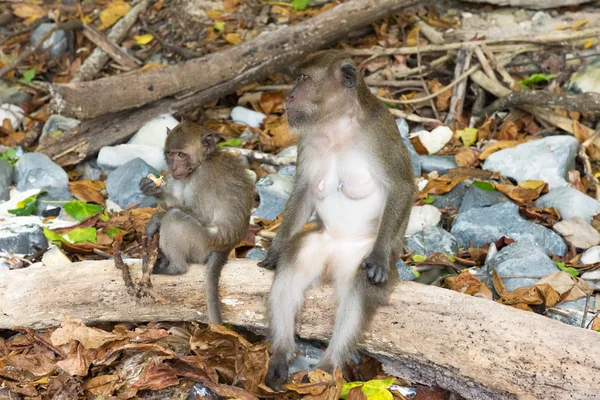 Macaco família Macaco praia Phi phi ilha — Fotografia de Stock