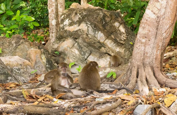 Makak opice rodinné Monkey beach ostrov Phi phi — Stock fotografie