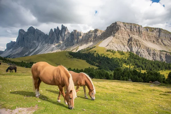 马在白云石上的风景Geisler Odle山白云石群Val di Funes — 图库照片