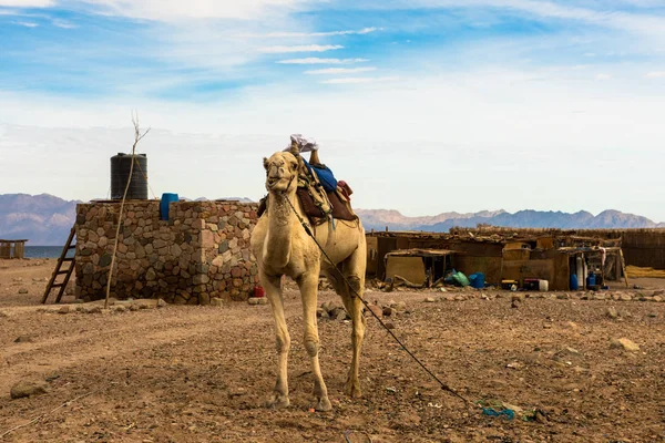 Egipski krajobraz, beduińska wioska i wielbłąd na pustyni — Zdjęcie stockowe