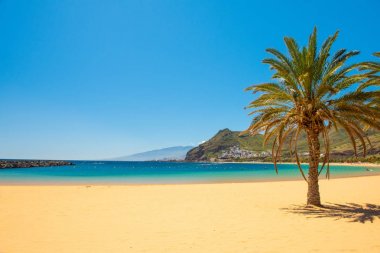 Palmiye ağaçları Playa las Teresitas Plajı, Tenerife
