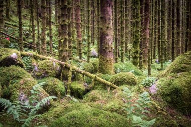 karanlık korkutucu Ladin ağacı orman