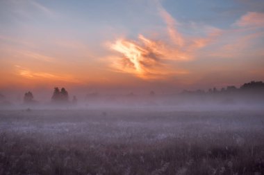 gündoğumu Pembe çiçek açan alan çayır çiçekler