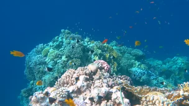 Peces tropicales submarinos coloridos y hermosos corales — Vídeo de stock