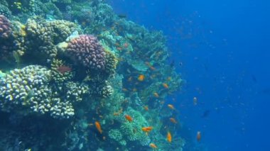 Tropik mercan resifi. Ras Mohamed, Sharm el Sheikh, Mısır 'da sualtı balıkları