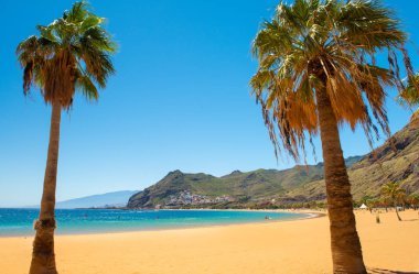 Palmiye ağaçları Playa las Teresitas Plajı, Tenerife