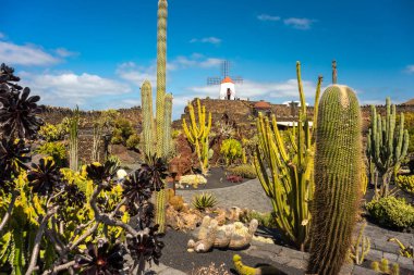 İspanya 'nın Kanarya Adaları, Lanzarote, Guatiza köyündeki tropik kaktüs bahçesi.