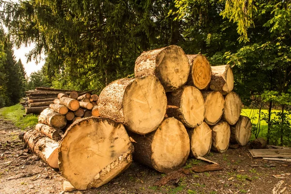 Log stacks in pine forest — Stock Photo, Image