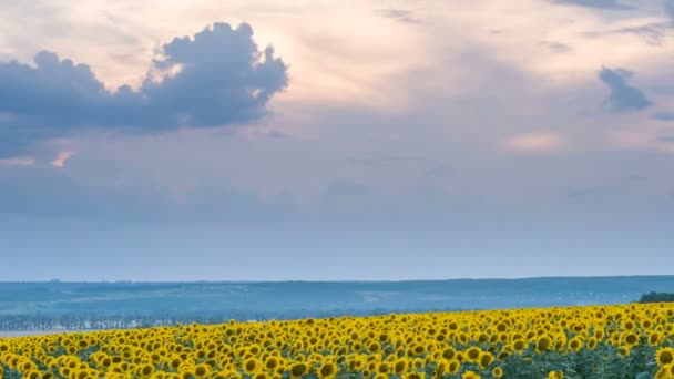 Zeitraffer des Sonnenblumenfeldes auf dem Hintergrund des Sonnenuntergangs — Stockvideo