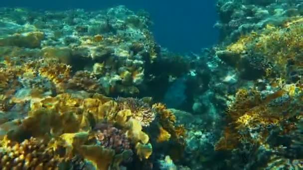 Tropical coral reef. Underwater fishes in Ras Mohamed, Sharm el Sheikh, Egypt — Stock Video