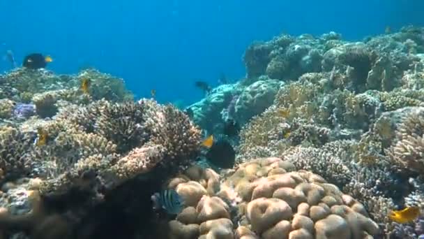 Tropisches Korallenriff. Unterwasserfische in Ras Mohamed, Sharm el Sheikh, Ägypten — Stockvideo