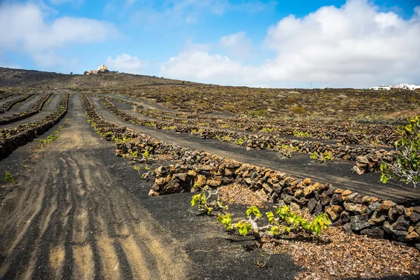 Landschap met vulkanische wijngaarden. Lanzarote. Canarische Eilanden. Spanje — Stockfoto