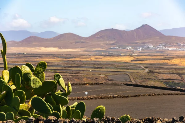 Trockene Vulkanfelder und Kakteen auf der Insel Lanzarote Spanien — Stockfoto