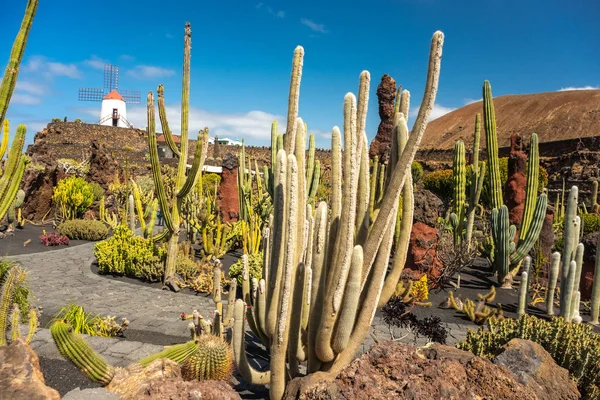 Jardin tropical de cactus dans le village de Guatiza, Lanzarote, Îles Canaries Espagne — Photo