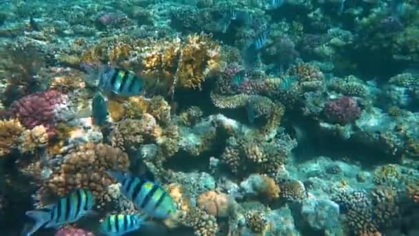 Tropisch koraalrif. Onderwatervissen in Ras Mohamed, Sharm el Sheikh, Egypte — Stockvideo