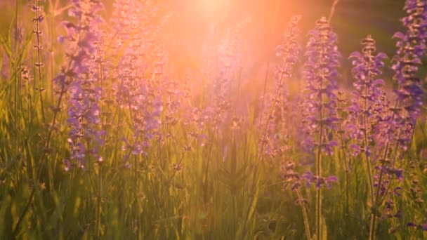 Θερμό καλοκαίρι φως του ήλιου λάμπει μέσα από το χωράφι άγριο γρασίδι — Αρχείο Βίντεο