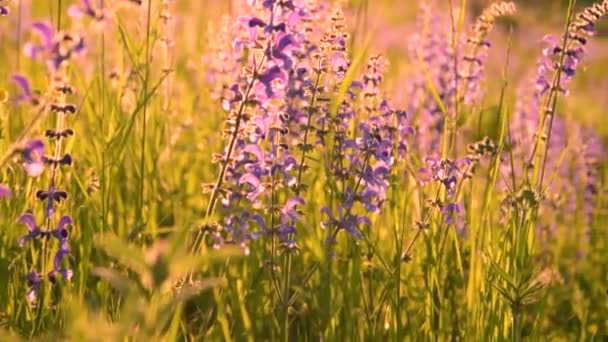 温暖的夏日阳光透过野草田照 — 图库视频影像