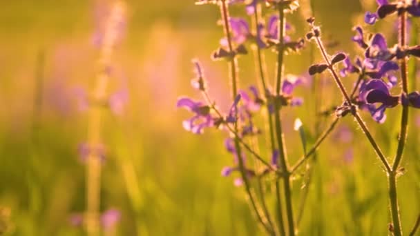 Cálida luz del sol de verano que brilla a través del campo de hierba salvaje — Vídeos de Stock