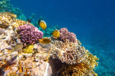 Ras Mohammed Ulusal Parkı 'nda mercan resifinde tropikal balık