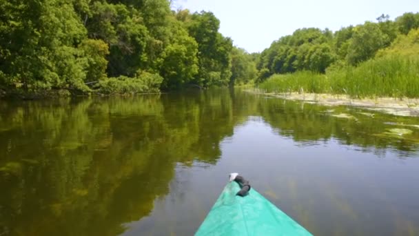 Kajak pływa na spokojnej rzece w letnim zielonym lesie — Wideo stockowe