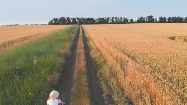 Vista aérea del avión no tripulado de la niña en bicicleta entre campos de trigo — Vídeo de stock