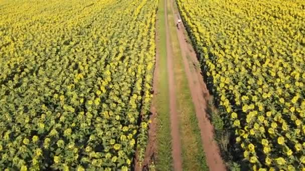 Vista aérea del dron de la bicicleta deportiva chica montando entre campos de girasol — Vídeo de stock