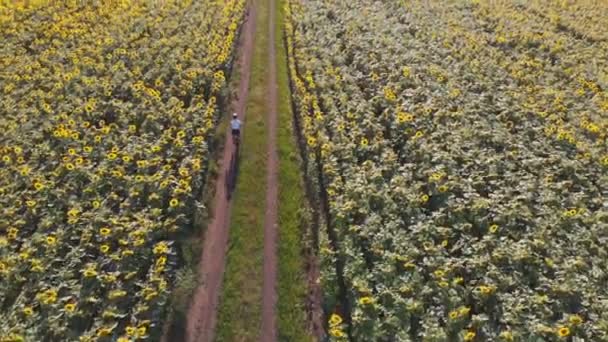 Vue aérienne par drone d'une fille sportive chevauchant un vélo entre des champs de tournesol — Video