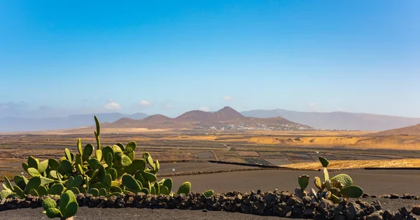 西班牙兰萨罗特岛干旱的火山耕地和仙人掌 — 图库照片