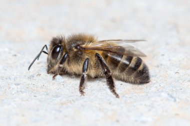 Apis mellifera bal arısı beton zeminde poz vermiş.