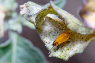 Yaprağın altında saklanan döküntü perisi.