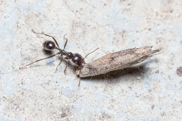 Messor Barbarus cosechadora hormiga arrastrando una enorme semilla en un piso de hormigón — Foto de Stock